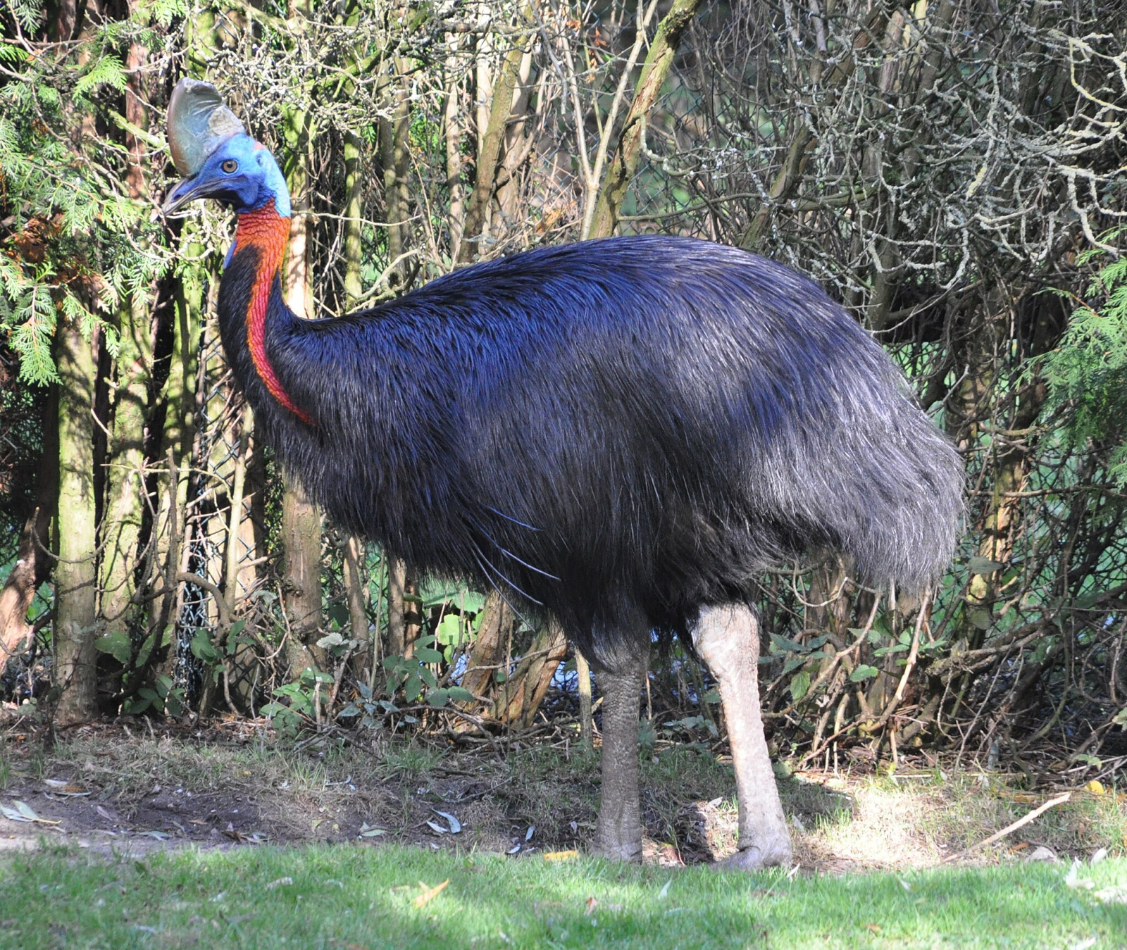 image Northern Cassowary